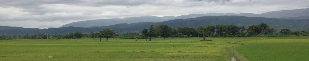 Rice Fields in the Artibonite River Valley